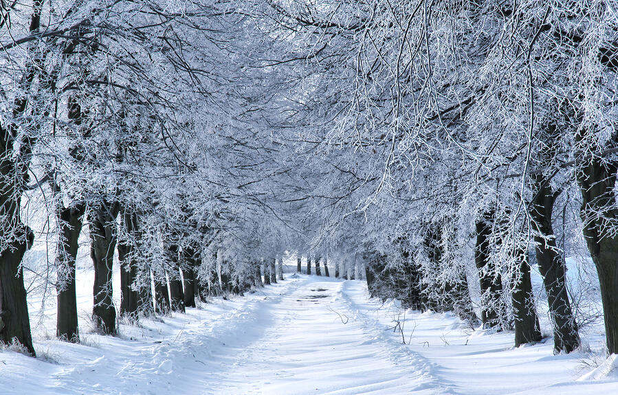 Winter-Wonderland